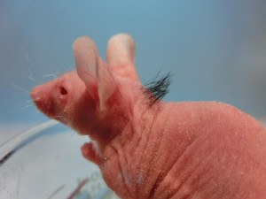 Japanese Researchers Bioengineer Hair Follicles from Stem Cells, Dermal Papillae