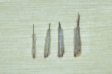 Figure 29.16 - Dissected one-hair, two-hair, three-hair, and four-hair follicular units