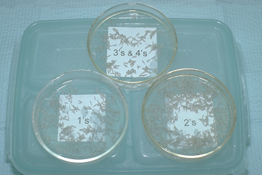Figure 29.17 - Petri dishes with one-hair to four-hair follicular units