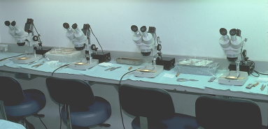Figure 29.5 - Dissecting stereomicroscopes on cutting table