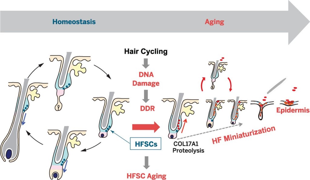 Hair follicle aging is driven by transepidermal elimination of stem cells via COL17A1 proteolysis