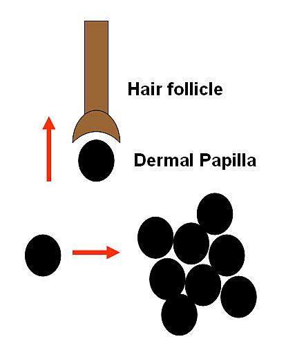 Hair Cloning Methods - Concept