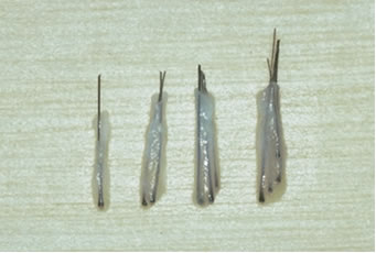 Follicular Unit Hair Transplantation - Dissected one-, two-, three- and four-hair follicular units