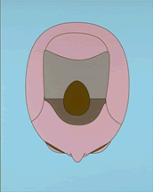 Follicular Unit Hair Transplantation - Schematic of 'forward weighting' and central density