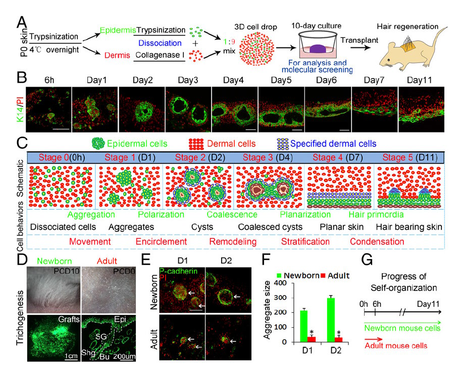 Self-organization process in newborn skin organoid formation inspires strategy to restore hair regeneration of adult cells