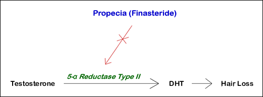 How Propecia Prevents Hair Loss