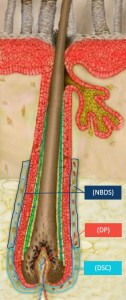 Hair Follicle with DSC and DP cells labeled