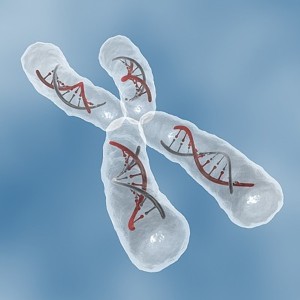 An Important Androgen Receptor Gene is Located on the X Chromosome